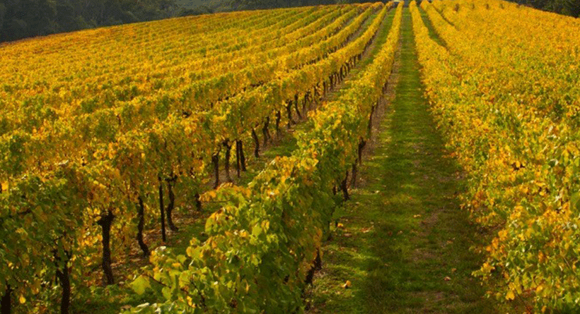 Main Ridge Estate Autumn Vineyard